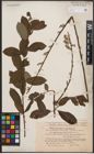 Foto von Salix cinerea L. x Salix nigricans Sm.